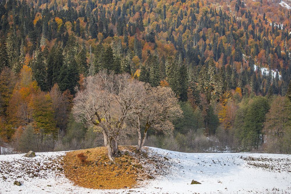 Autumn. Highland Abkhazia.