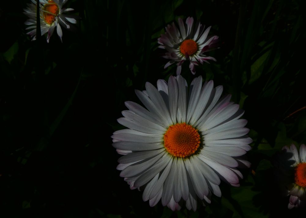 daisies