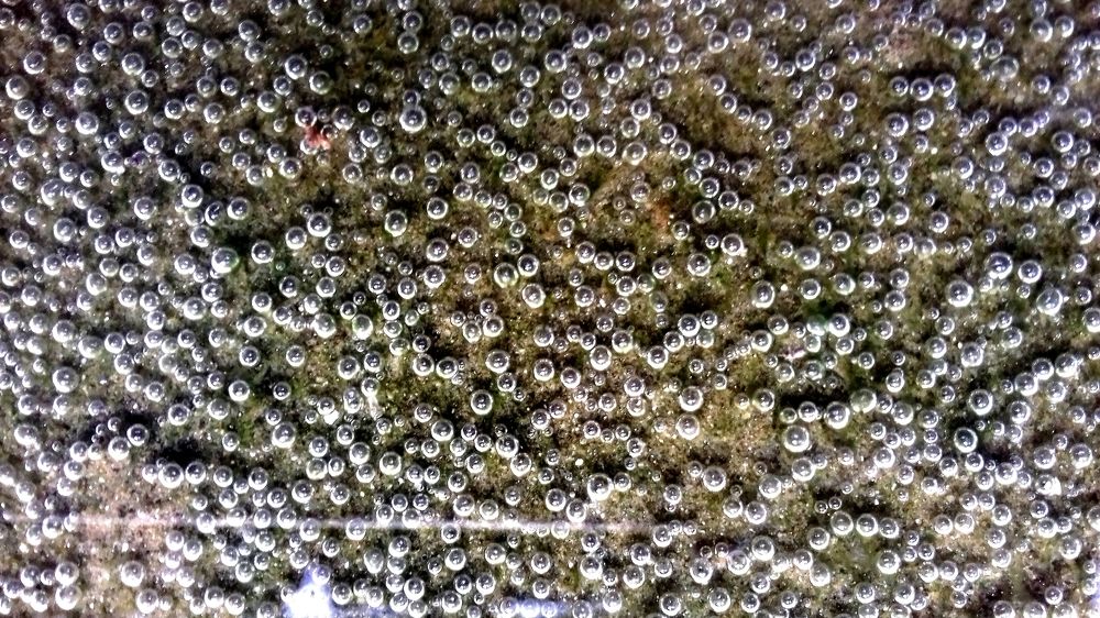 bubble