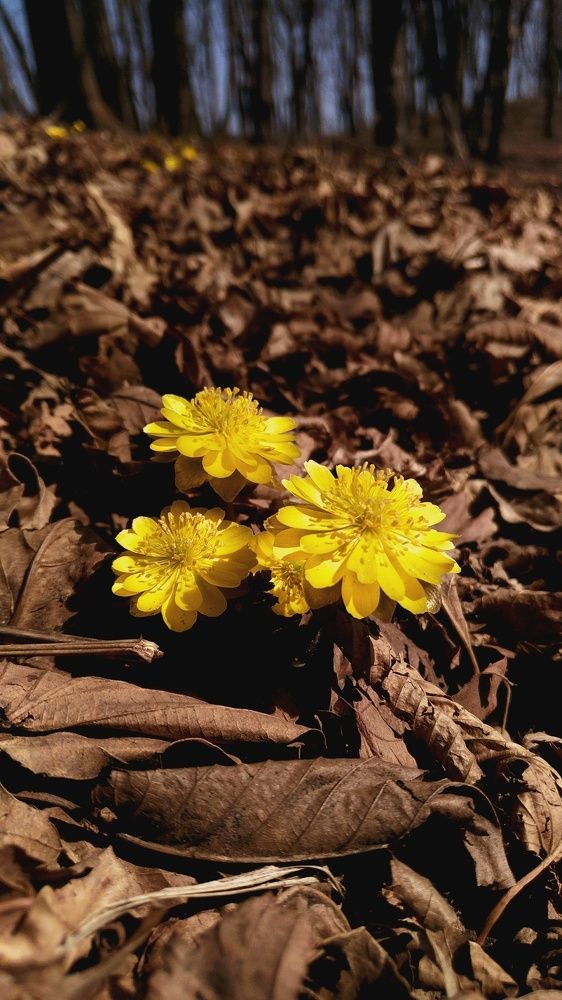 Первоцветы