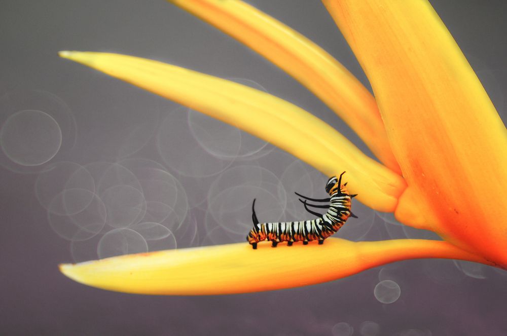 Фотография автора Echa Kriwil