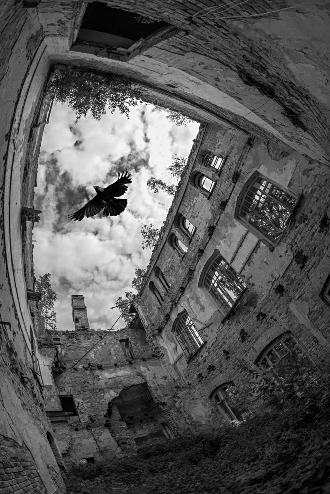 птица над усадьбой