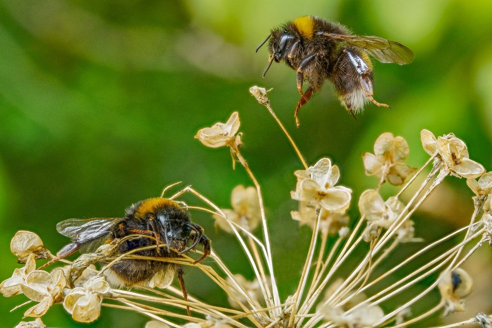 Полет шмеля.