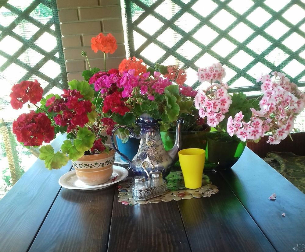 Чайник в геранях