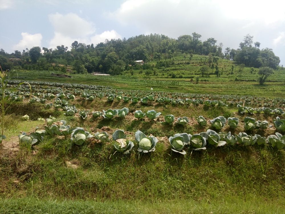 Village farming