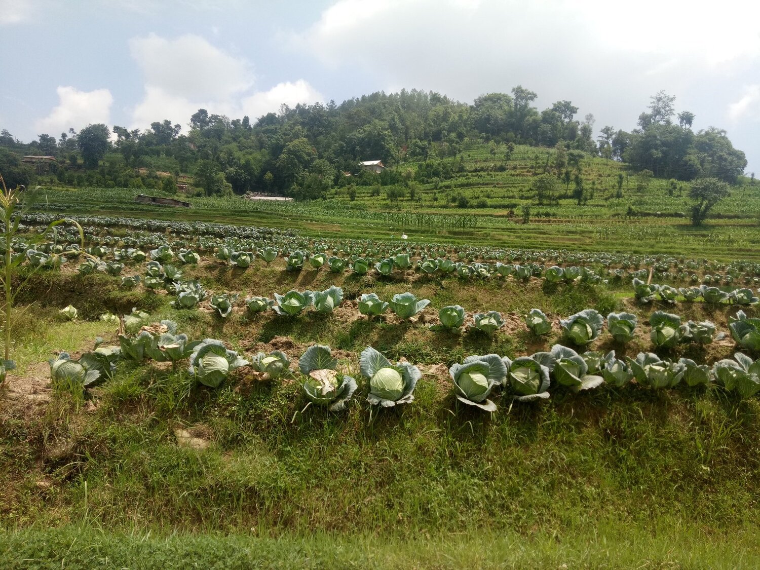 Village farming