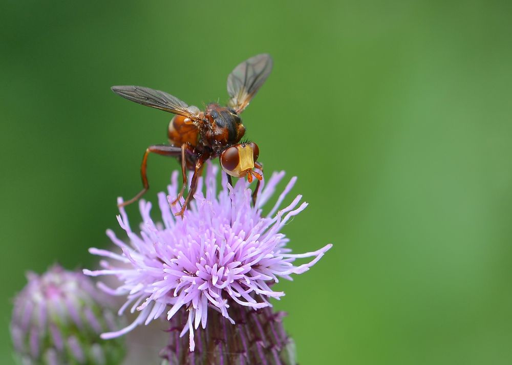 Забавное насекомое