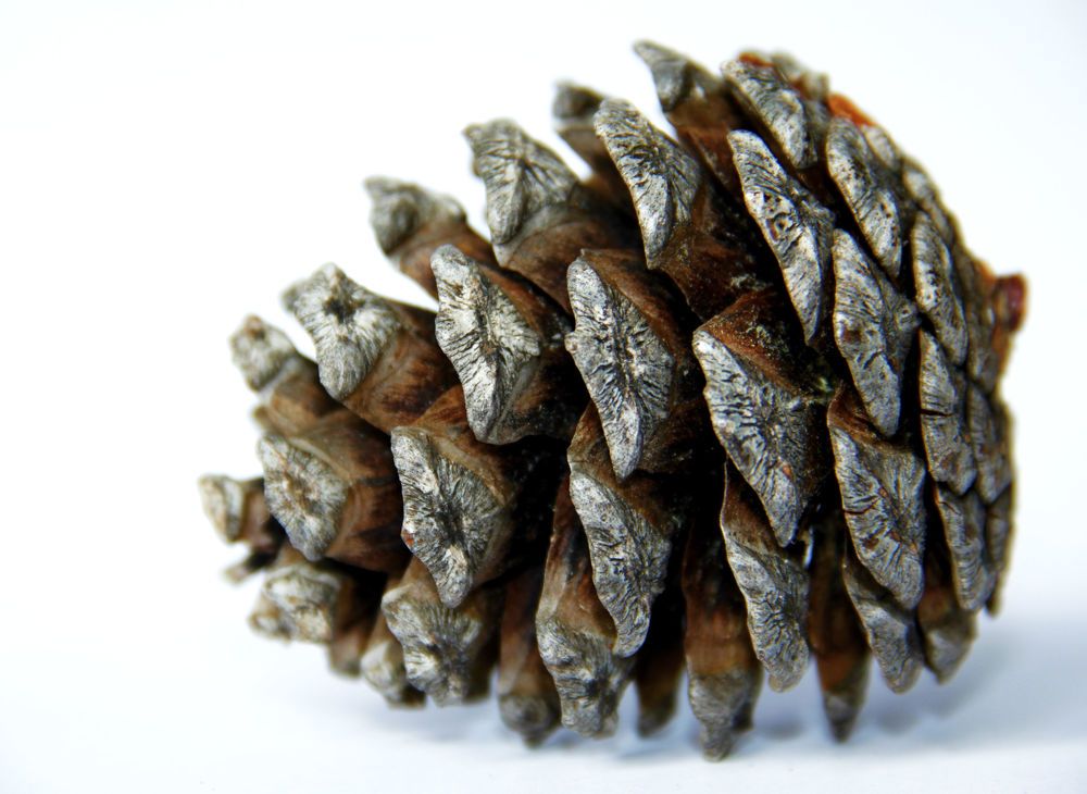 Сосновая шишка.