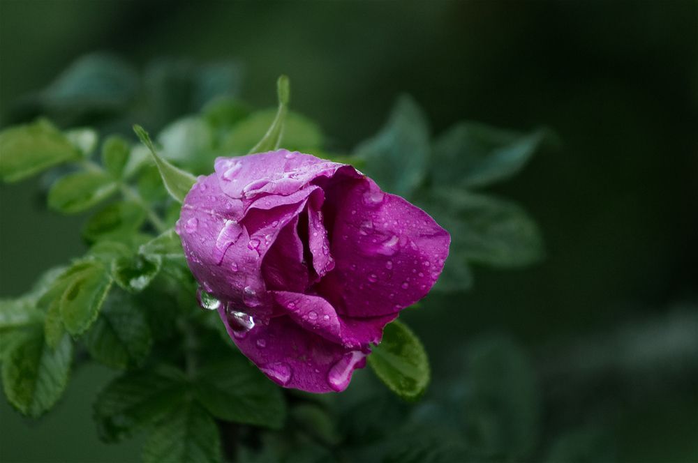 Цветок шиповника