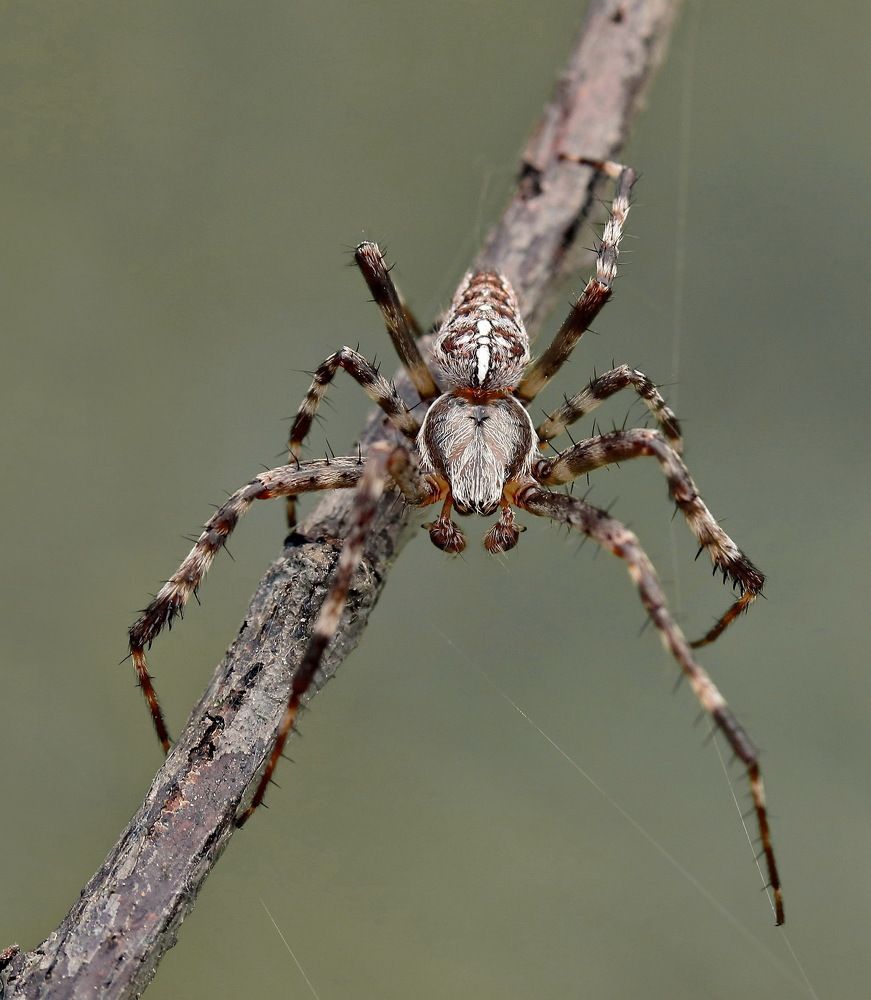 Photograph by Игорь Осипов
