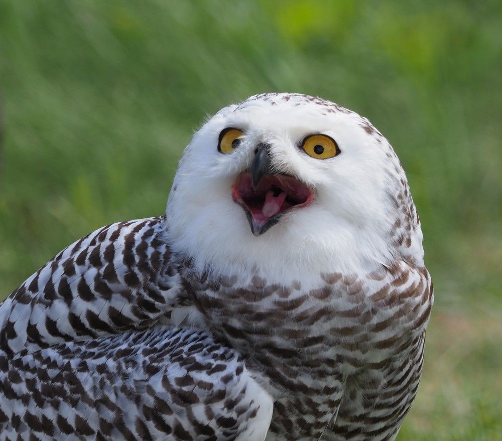 snowy owl talking