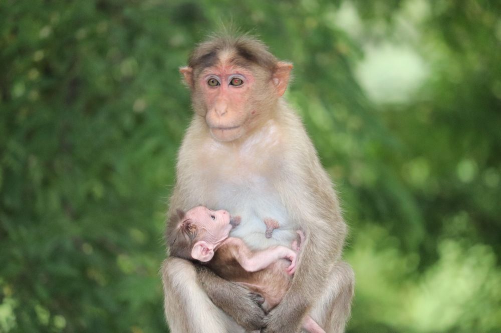Poverty not only plays with humans