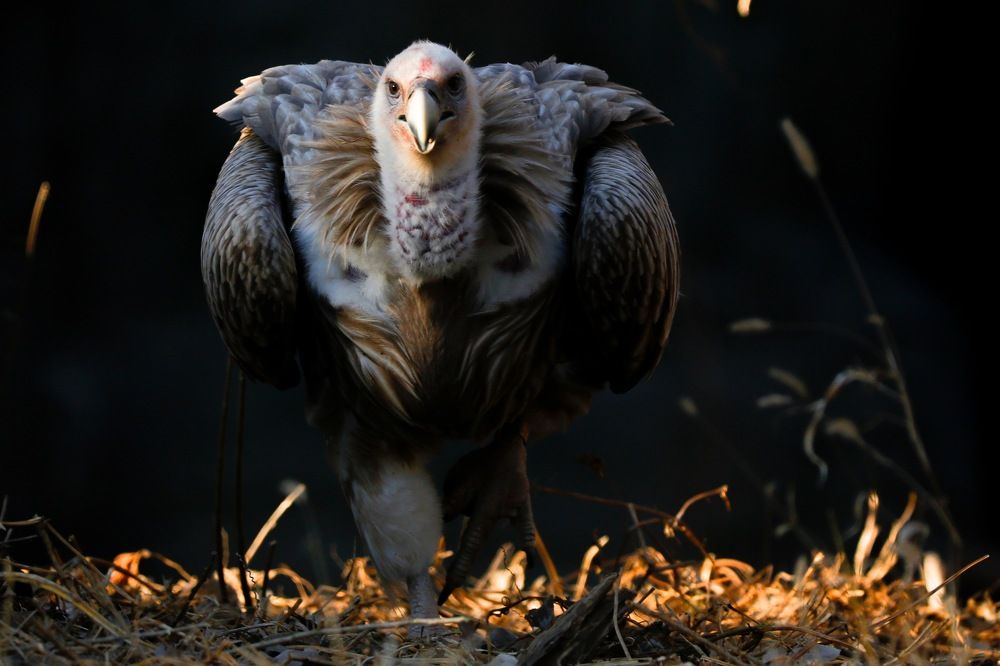 Vulture