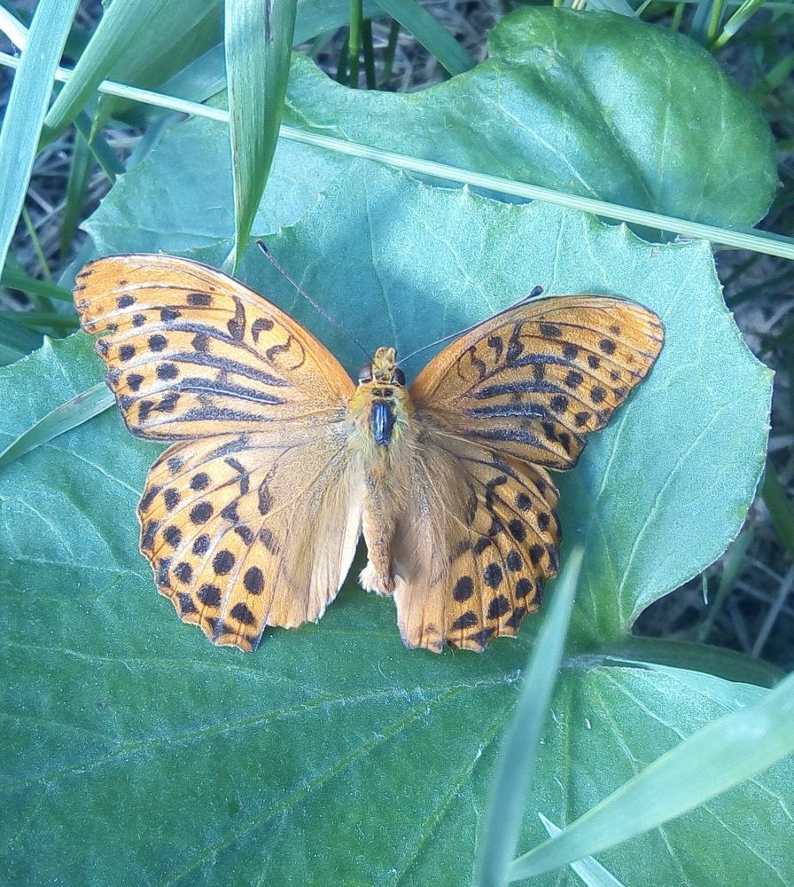 Транзит земля-воздух