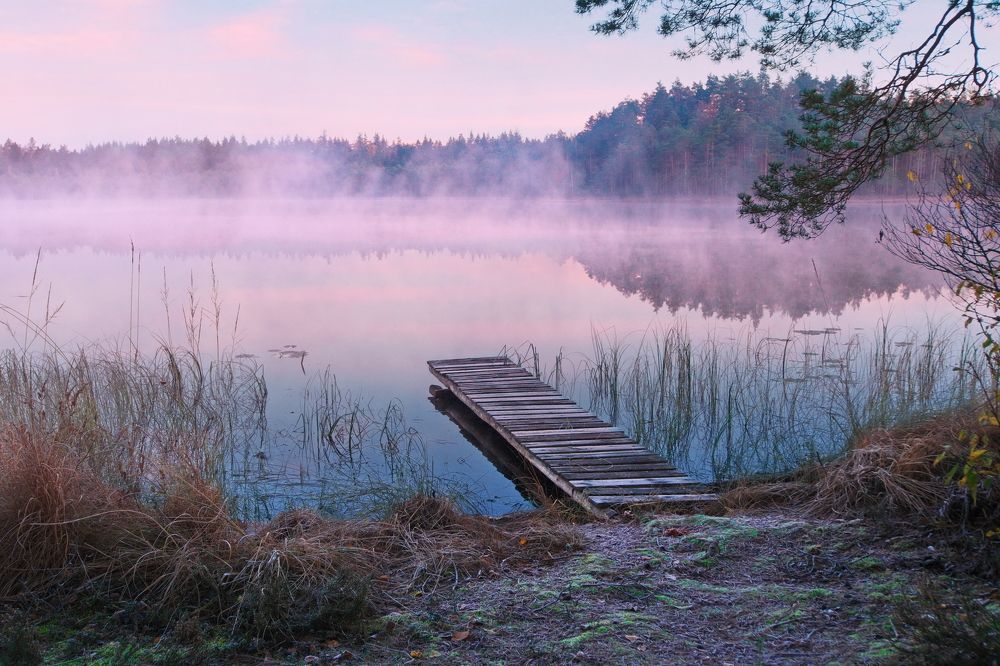 Морозное утро (Frosty morning)