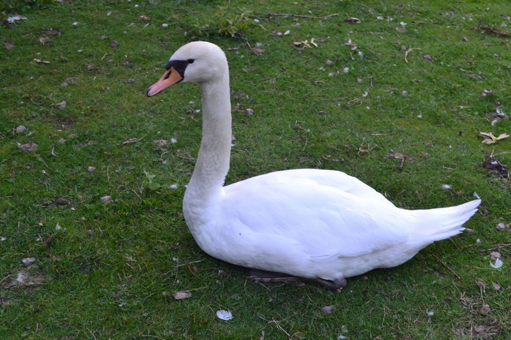 Photograph by Игорь Лебедев