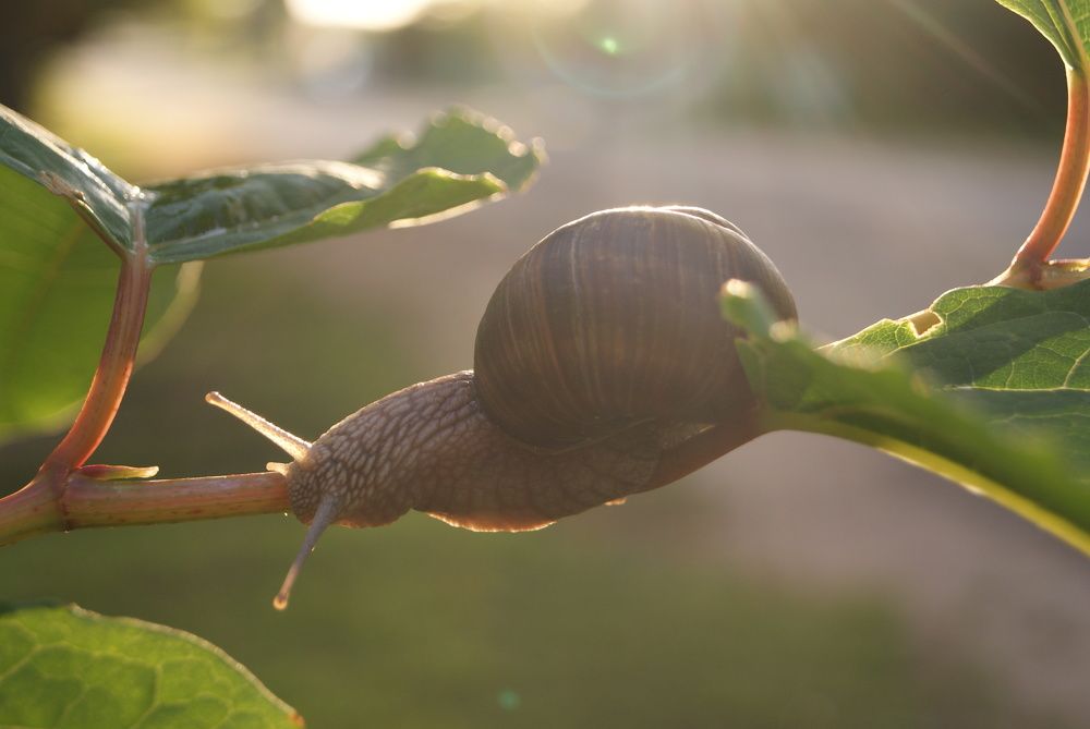 Путешественница
