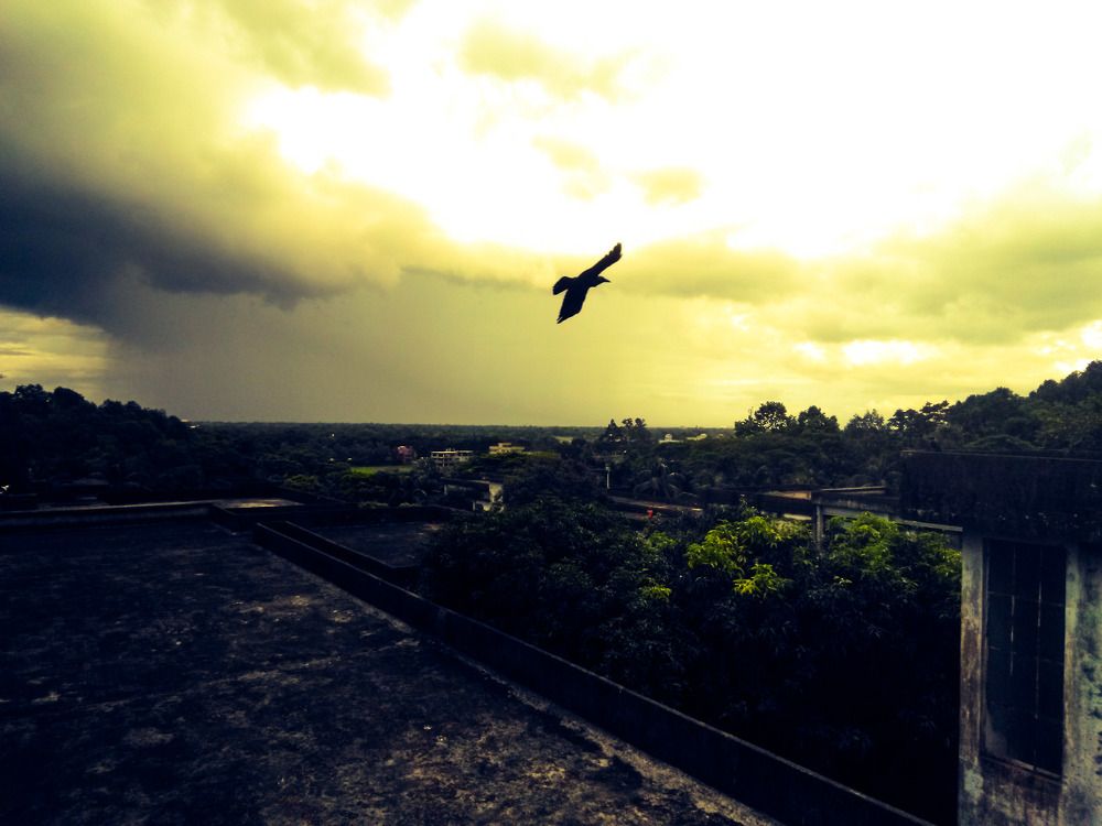 Wings of returning home