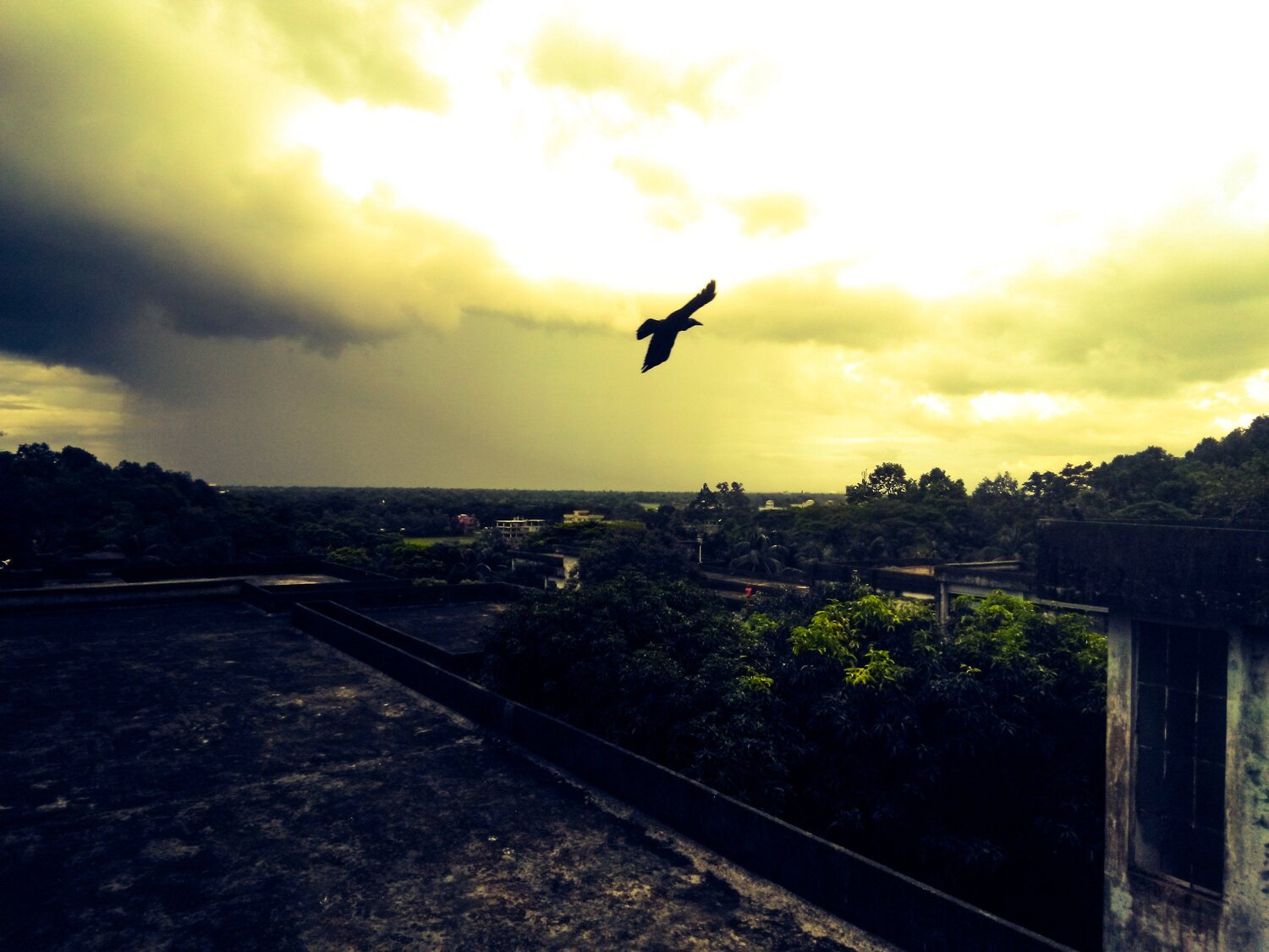 Wings of returning home