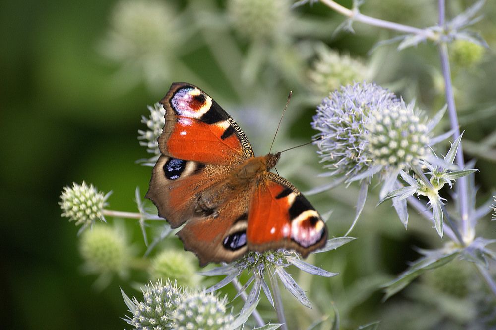 Бабочка" Павлиний глаз"