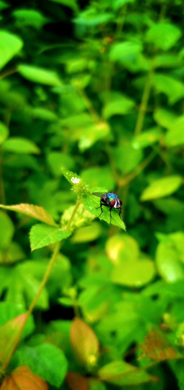 Housefly