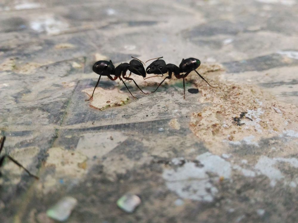 Ant's life