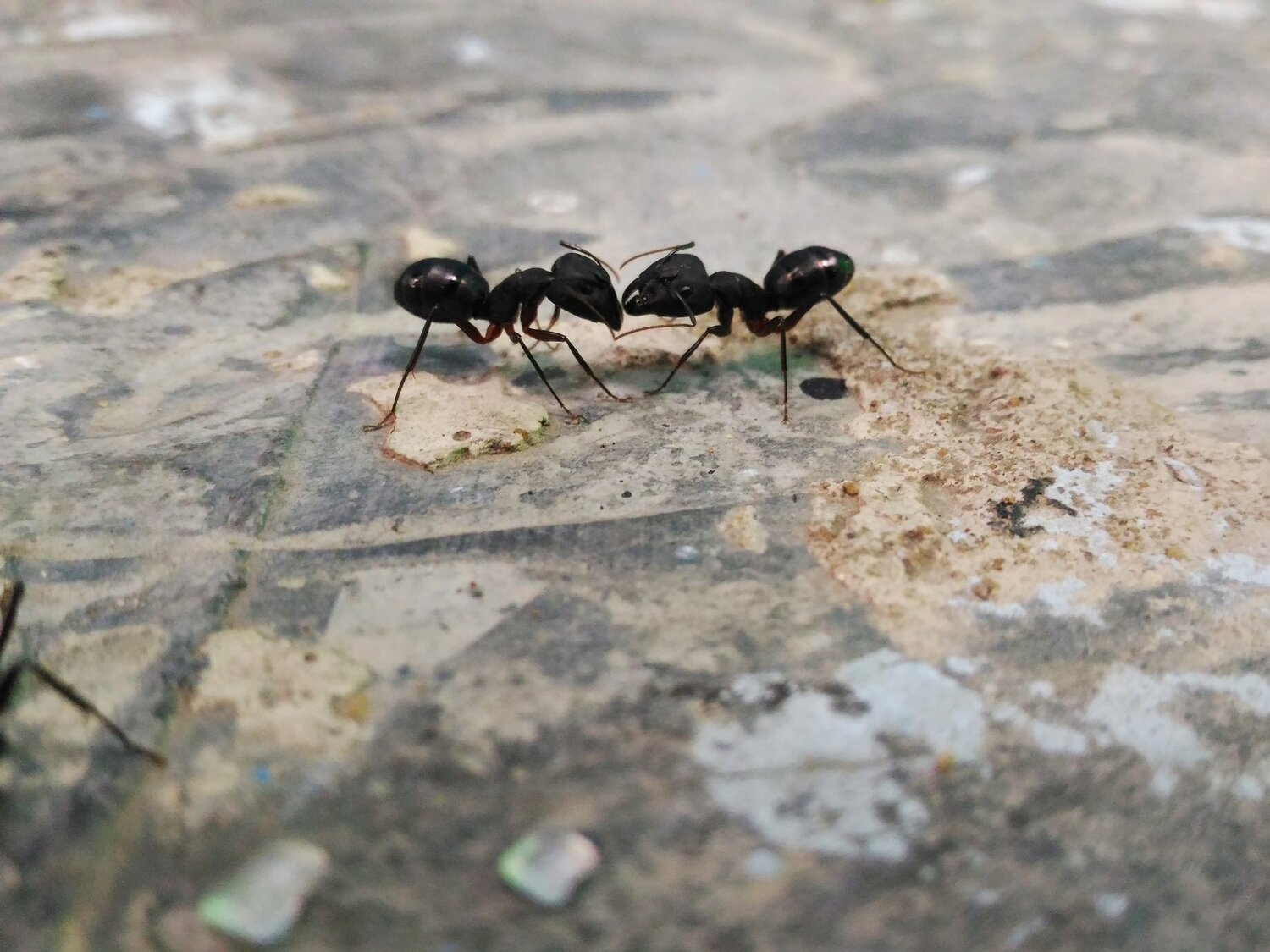 Ant's life