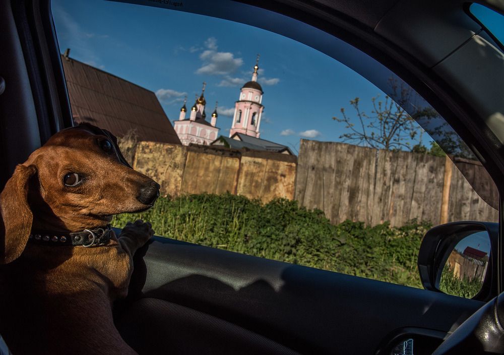 Такса в пути