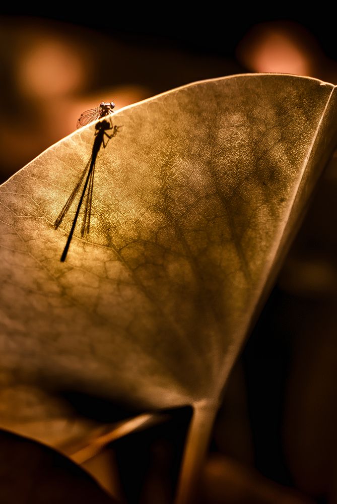 Зал пергаментов