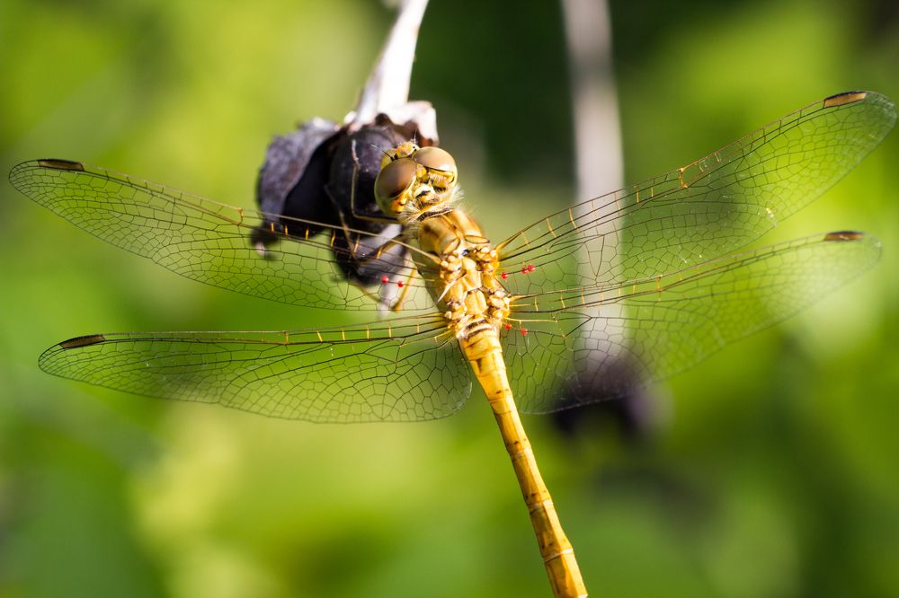 Стрекоза