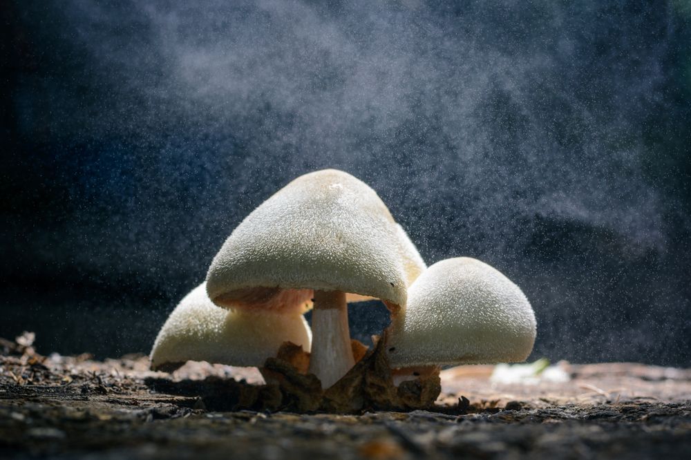 В лунном свете