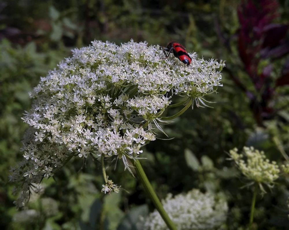 На мягкой постели Июля...