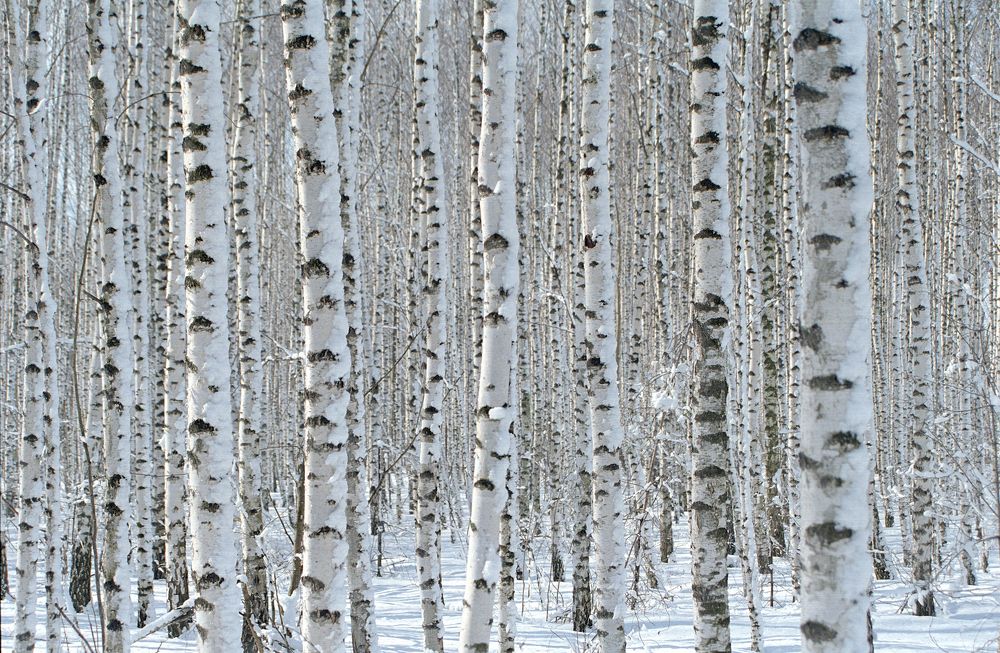 Photograph by Игорь Кляхин