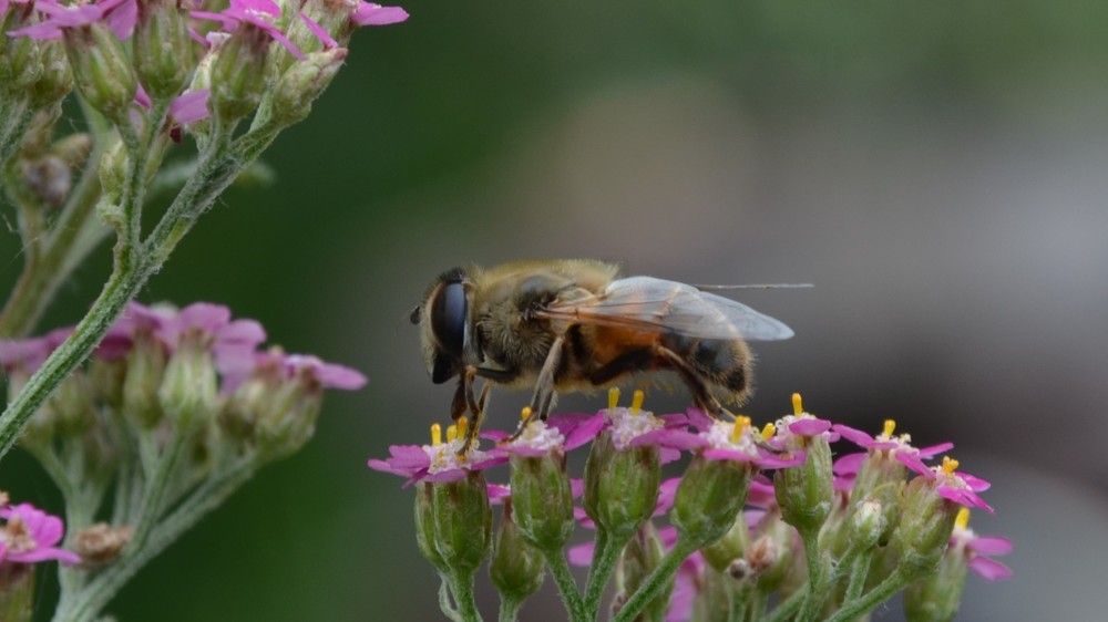 А потом будет цветочный мёд...