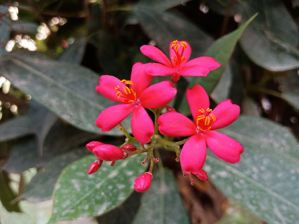 Jetrupa flower