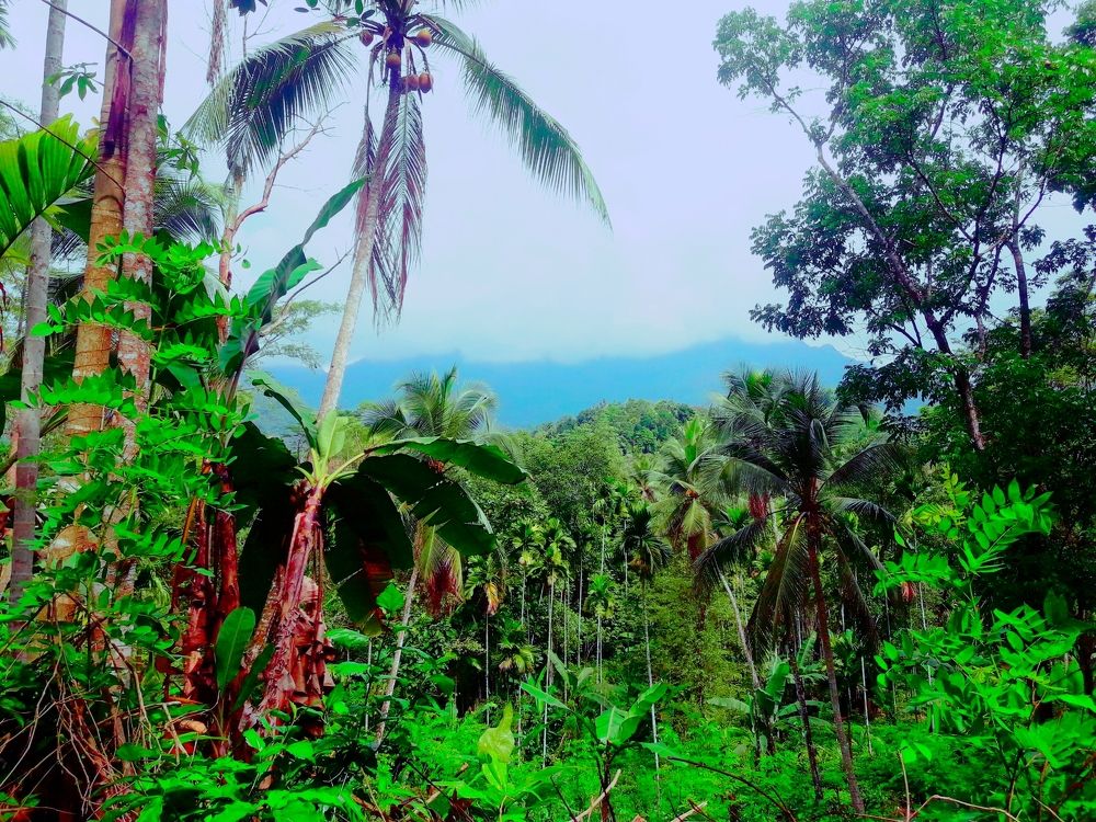 Nature