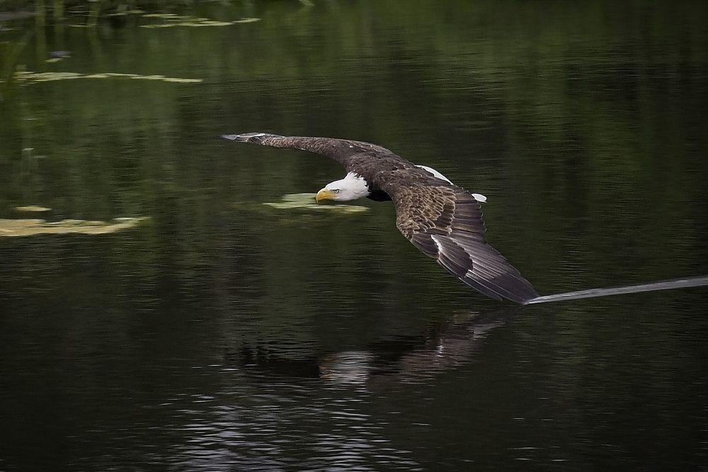 Bald eagle gliding on water