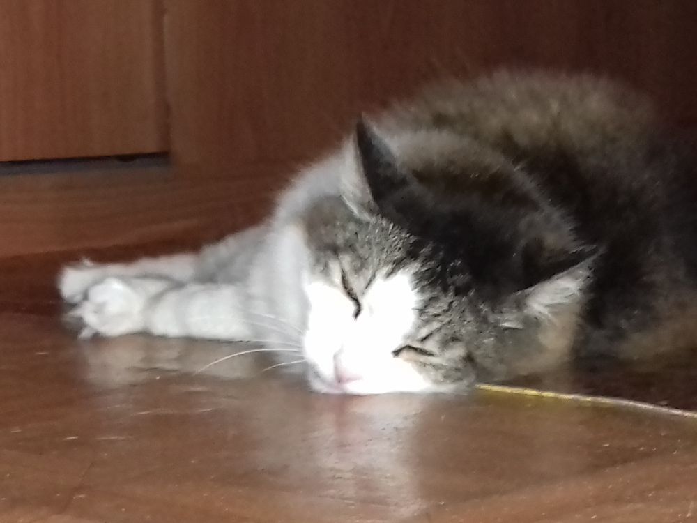 Кот