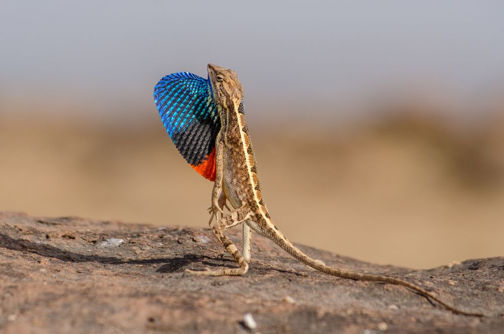 Full Throttle - Mad over love (Fan Throated Lizard)