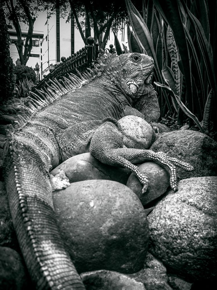 Iguana del parque