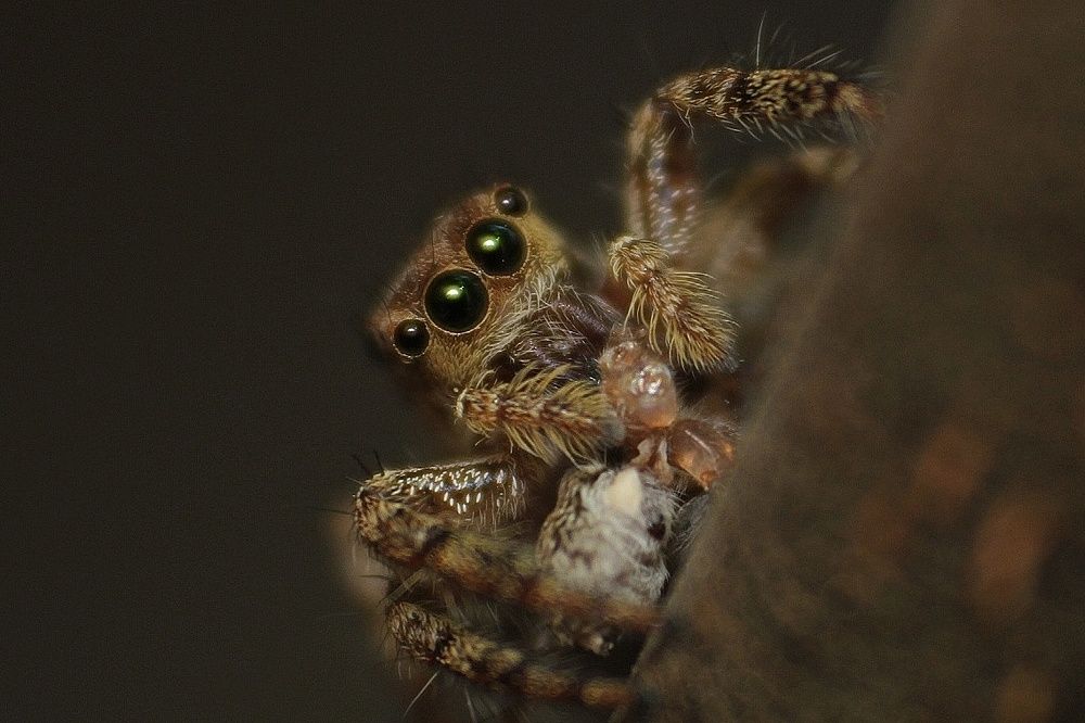 Jumping spider