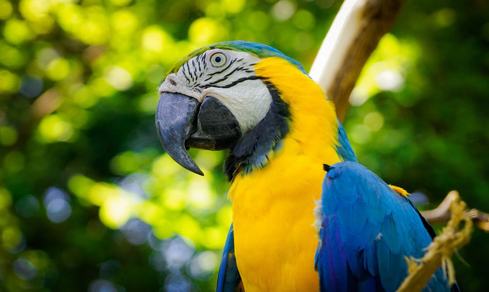 Ara Ararauna. Papagayo de Guayaquil.