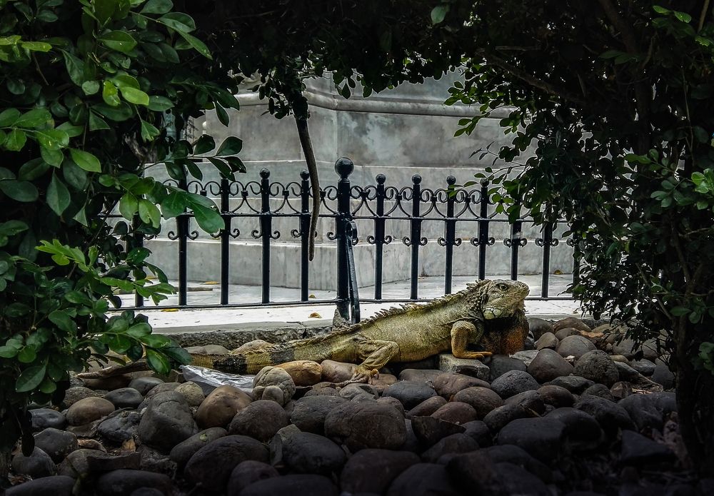 Iguana del parque