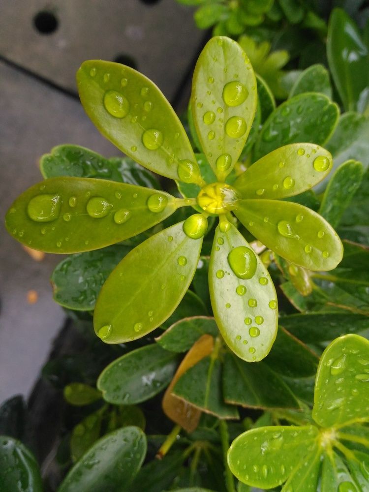 Drops of life