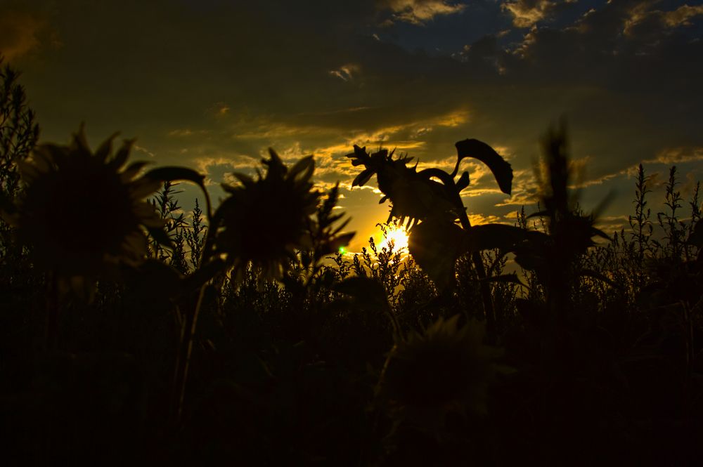 Закат в подсолнухах