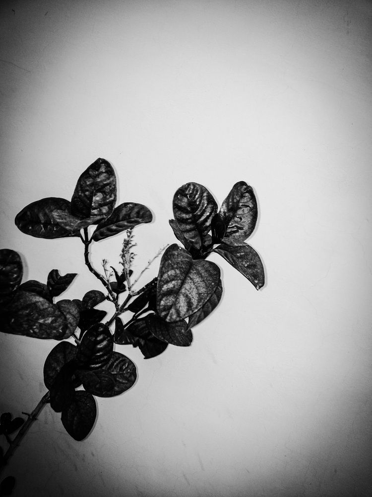 Silvered Twig