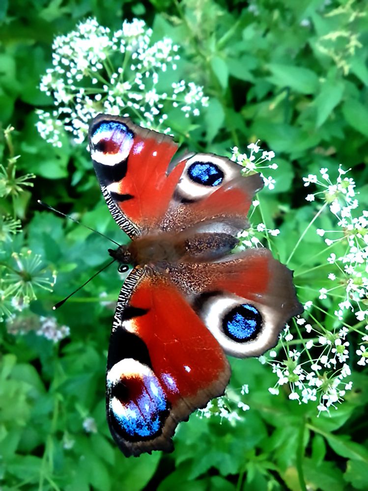 Photograph by Олексій Долинний