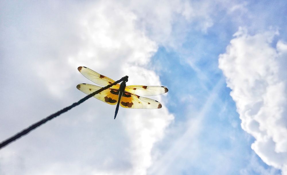 High in the sky