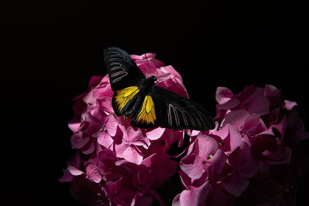 Бабочка в цветах