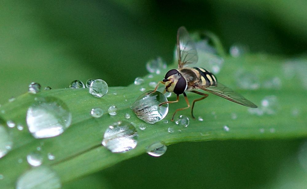 Свет мой ,зеркальце,скажи...